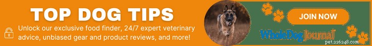 Why Dogs Lick Your Feet: Causes, Risks, and How to Stop It