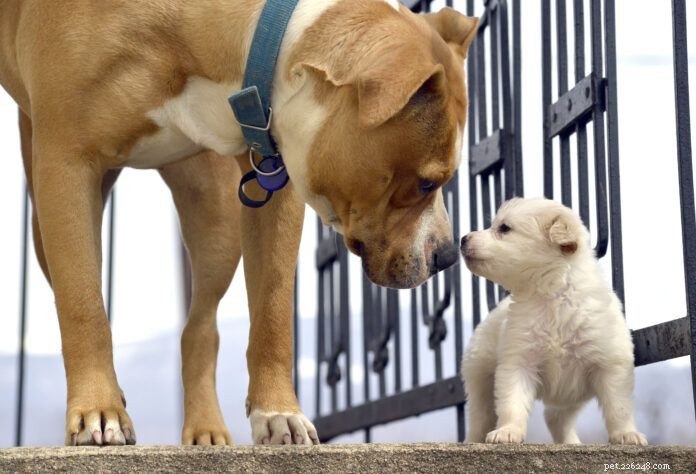 How Dogs Communicate With One Another