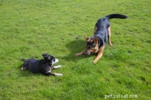 How Dogs Communicate With One Another