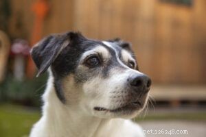 How Dogs Communicate With One Another