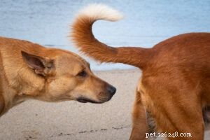 How Dogs Communicate With One Another