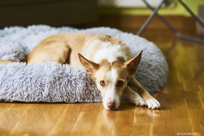 Helping a Rescue Dog Adjust to Its New Home