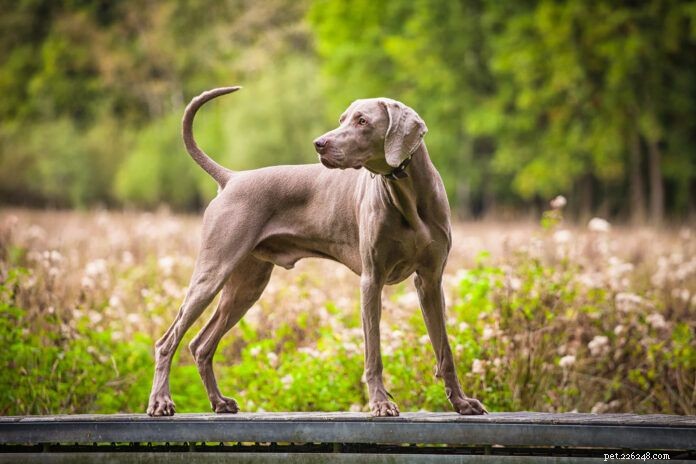 Hypertrophic Osteodystrophy vs. Panosteitis in Puppies: Symptoms, Diagnosis, and Management