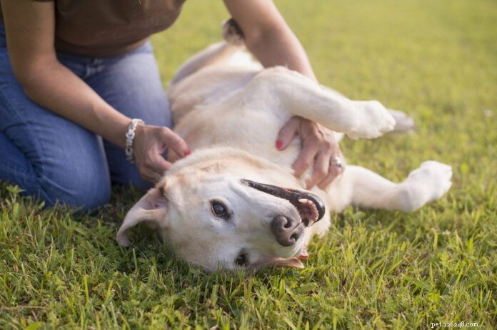 Understanding Fibrosarcomas in Dogs: Diagnosis, Symptoms, and Treatment
