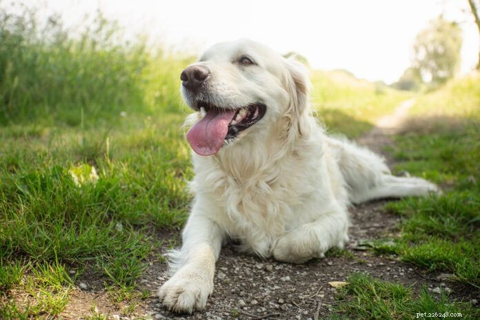 How to Respond When Your Dog Is Hyperventilating