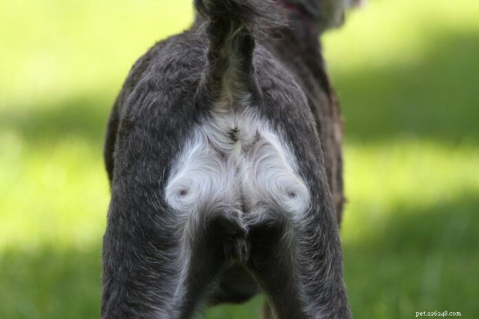 Understanding Hematochezia in Dogs: Causes, Diagnosis, and Treatment of Rectal Bleeding