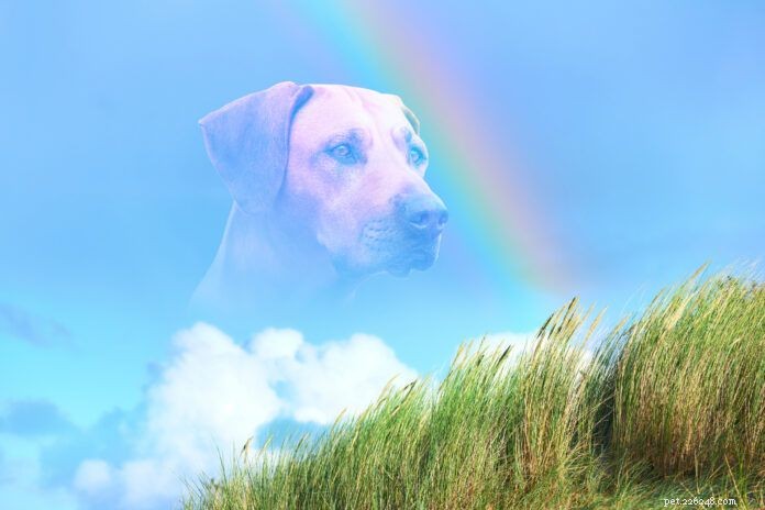 When Seizures Take Over: Deciding Euthanasia for Dogs with Epilepsy