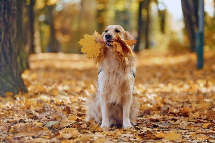 Why Do Dogs Eat Leaves? Causes, Risks, and Prevention