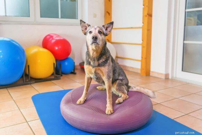 Top Exercises for Effective Canine Conditioning