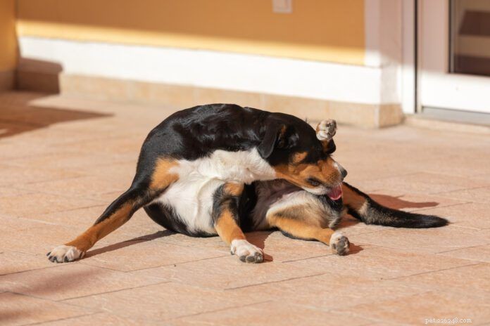 How to Soothe Your Dog’s Irritated Anus