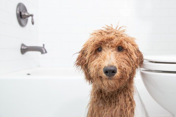 Safe Alternatives to Dog Shampoo: What You Can Use to Bathe Your Dog