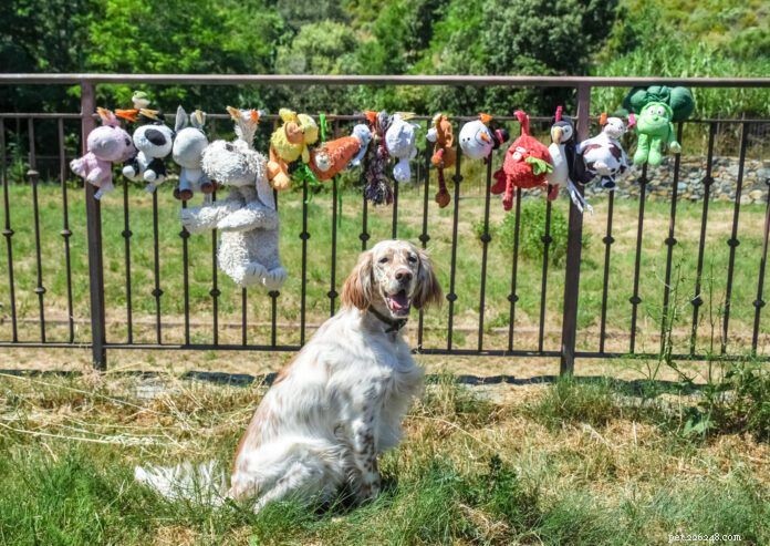 How to Properly Clean and Sanitize Dog Toys