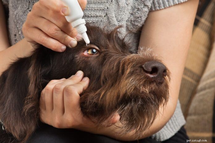 Can Human Eye Drops Be Safely Used on Dogs?