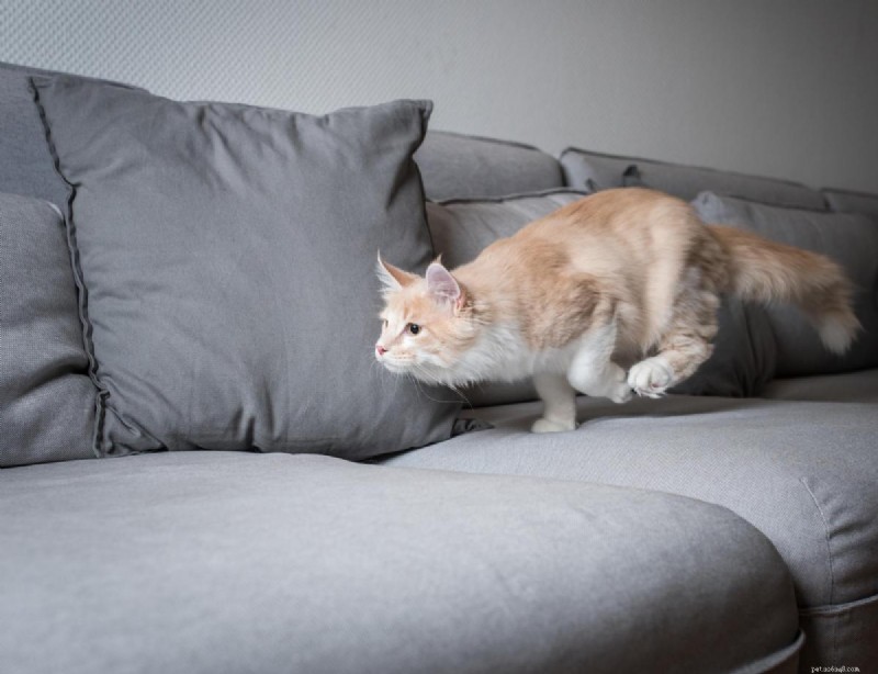 Why My Cat Gets the Zoomies: Understanding Frenetic Random Activity Periods