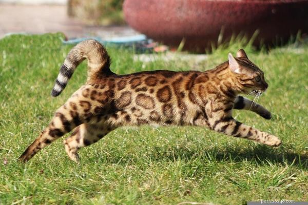 Why My Cat Gets the Zoomies: Understanding Frenetic Random Activity Periods
