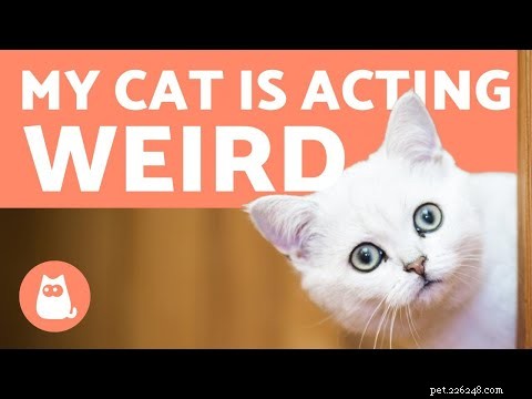 Why My Cat Gets the Zoomies: Understanding Frenetic Random Activity Periods