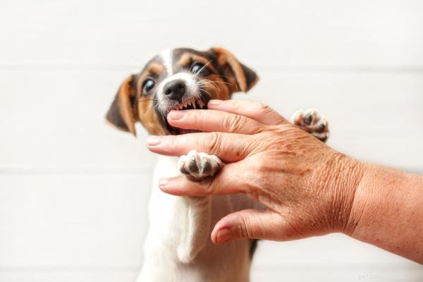 Why Does My Dog Bite Me While I’m Petting Him?