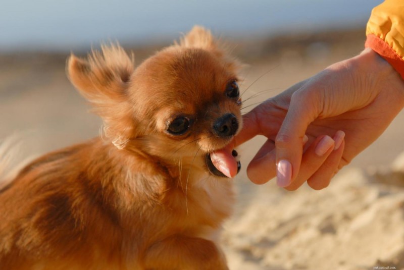 Why Does My Dog Bite Me While I’m Petting Him?