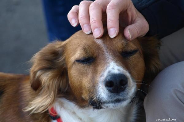 Why Does My Dog Bite Me While I’m Petting Him?