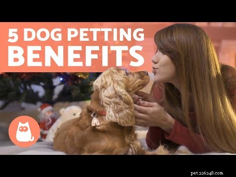 Why Does My Dog Bite Me While I’m Petting Him?