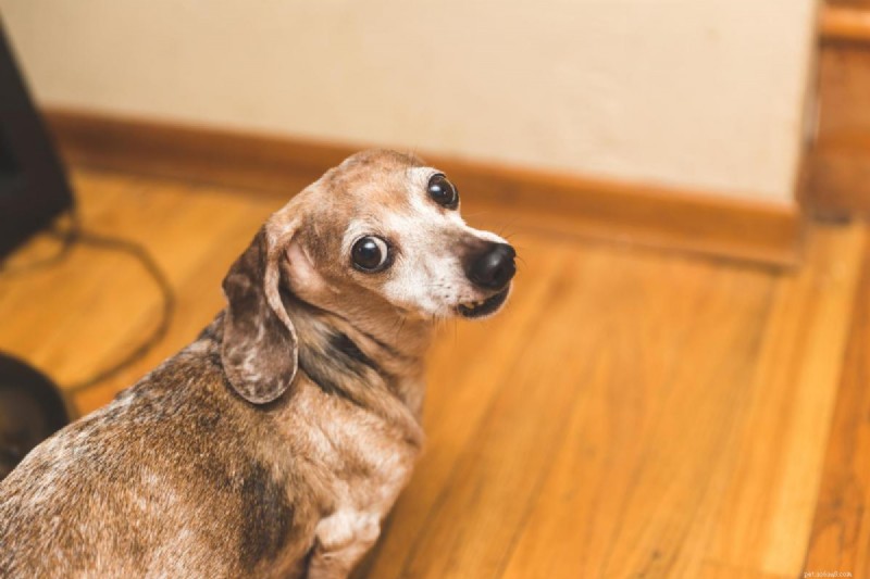 Why My Senior Dog Won’t Sleep at Night and How to Help