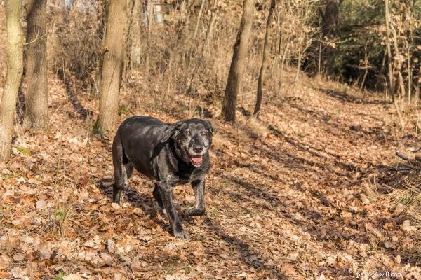 Why My Senior Dog Won’t Sleep at Night and How to Help