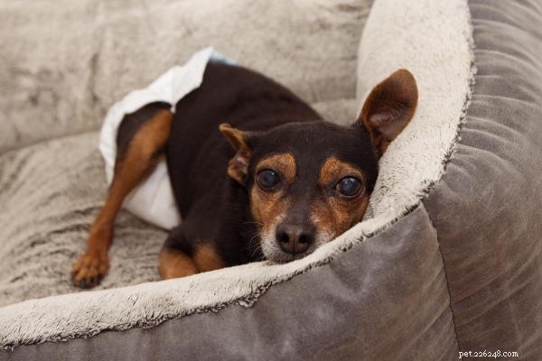 Why My Senior Dog Won’t Sleep at Night and How to Help