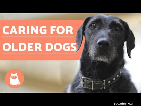Why My Senior Dog Won’t Sleep at Night and How to Help