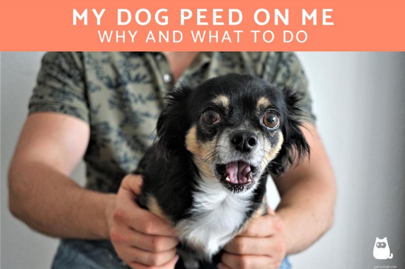 Why My Dog Peed on Me and How to Stop It