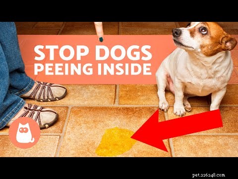 Why My Dog Peed on Me and How to Stop It