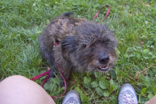 Why My Dog Peed on Me and How to Stop It