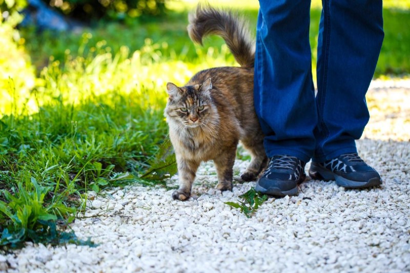 Why My Cat Peeed on Me and How to Stop It