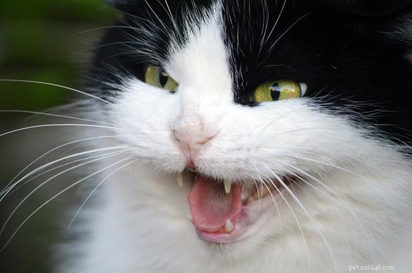 Why My Cat Peeed on Me and How to Stop It