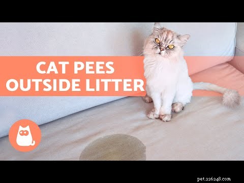 Why My Cat Peeed on Me and How to Stop It