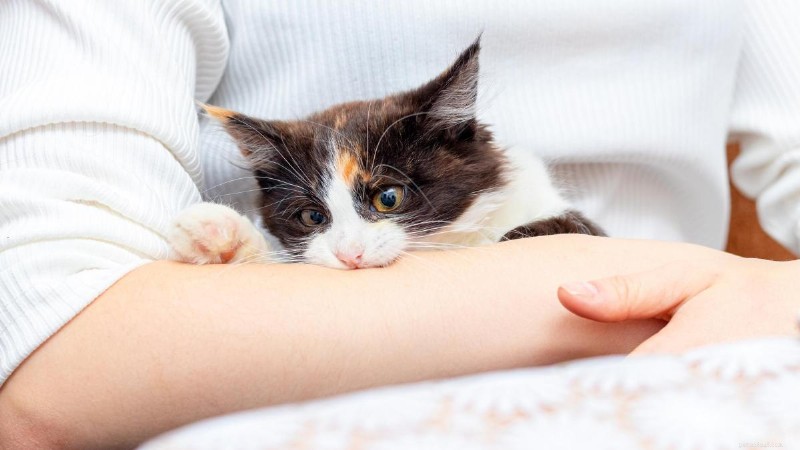 Why Does My Cat Gently Bite While Purring? Understanding the Mixed Signals