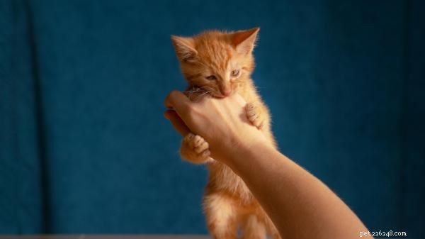 Why Does My Cat Gently Bite While Purring? Understanding the Mixed Signals