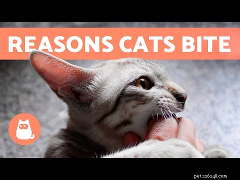 Why Does My Cat Gently Bite While Purring? Understanding the Mixed Signals