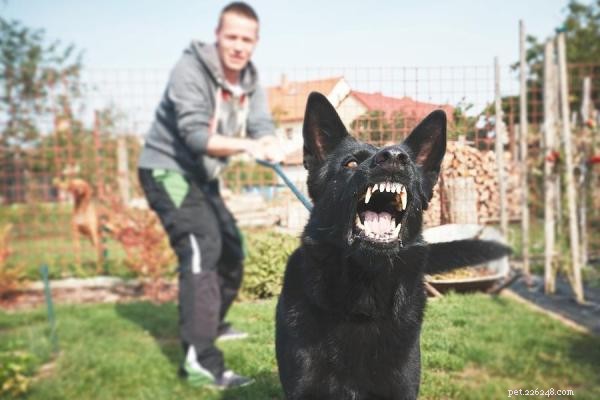 How to Stop Your Dog Barking at Other Dogs While on a Leash