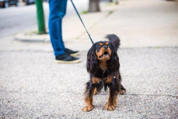 How to Stop Your Dog Barking at Other Dogs While on a Leash