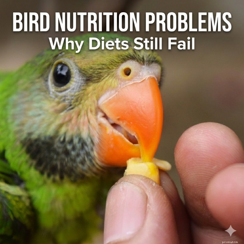 Bird Care Tips: Tackling Nutrient Deficiencies & Absorption Problems