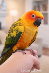 How Winter Weakens Bird Bones and What to Do About It