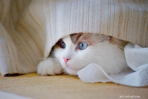 Keeping Your Cat Calm and Safe During Fireworks