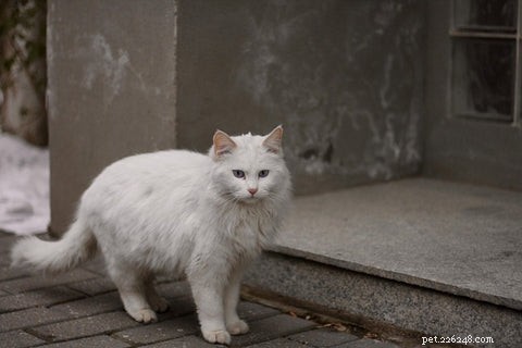 Keeping Your Cat Calm and Safe During Fireworks