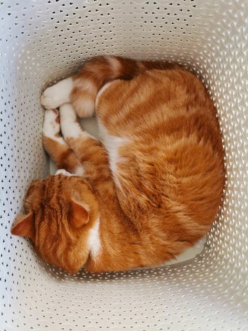 Keeping Your Cat Calm and Safe During Fireworks