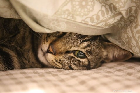 Keeping Your Cat Calm and Safe During Fireworks