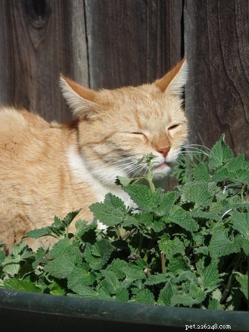 Keeping Your Cat Calm and Safe During Fireworks