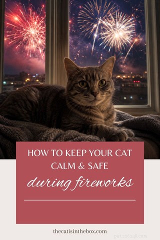 Keeping Your Cat Calm and Safe During Fireworks