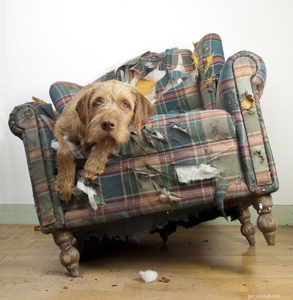 January Is National Train Your Dog Month: What You Need to Know