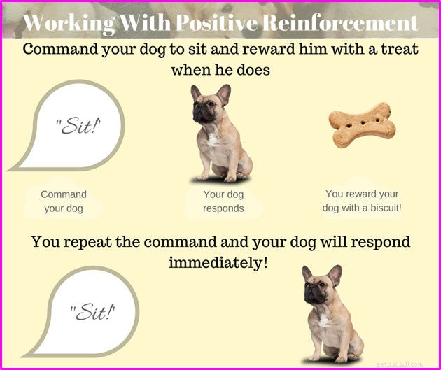 January Is National Train Your Dog Month: What You Need to Know
