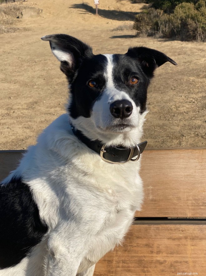 Caring for Senior Dogs: Practical Tips and Our Proven Routine